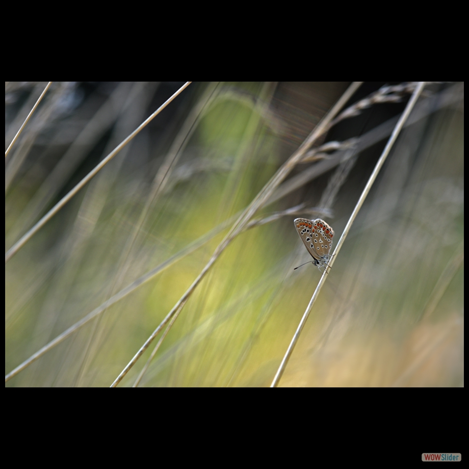 DSC_9683 a