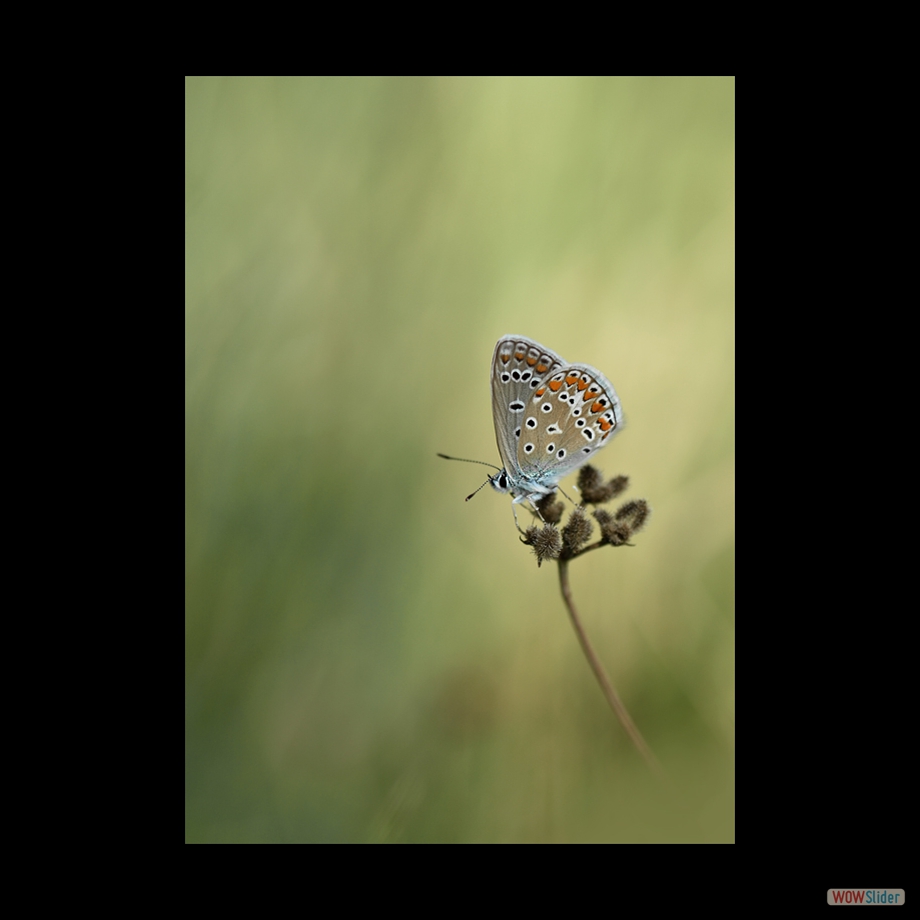 DSC_9790 a a