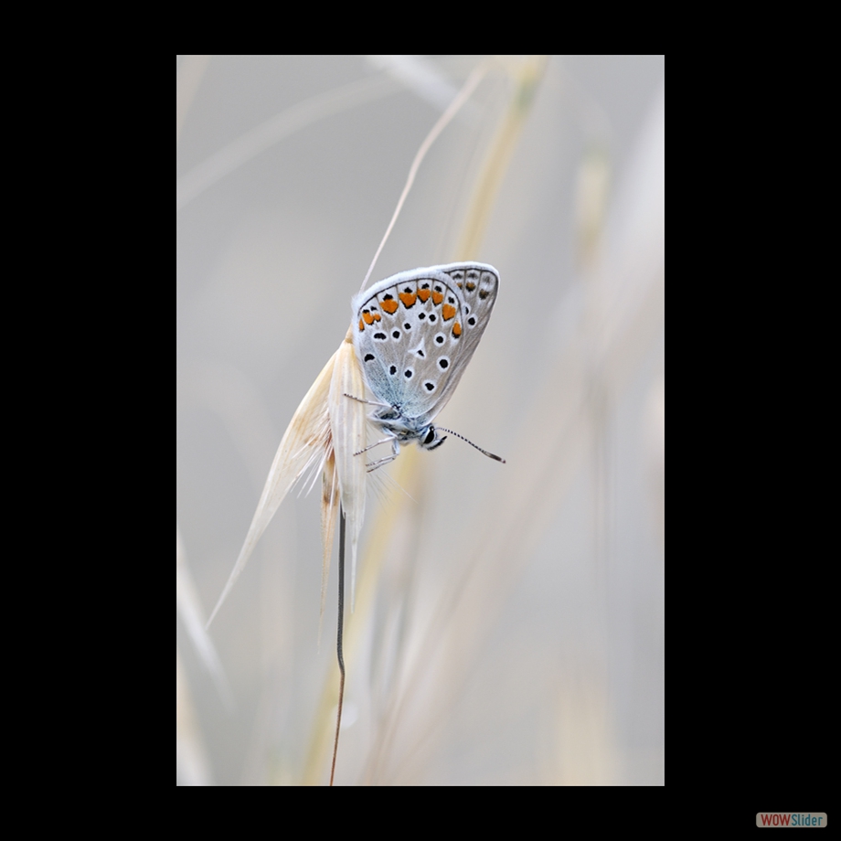 DSC_9847 a a