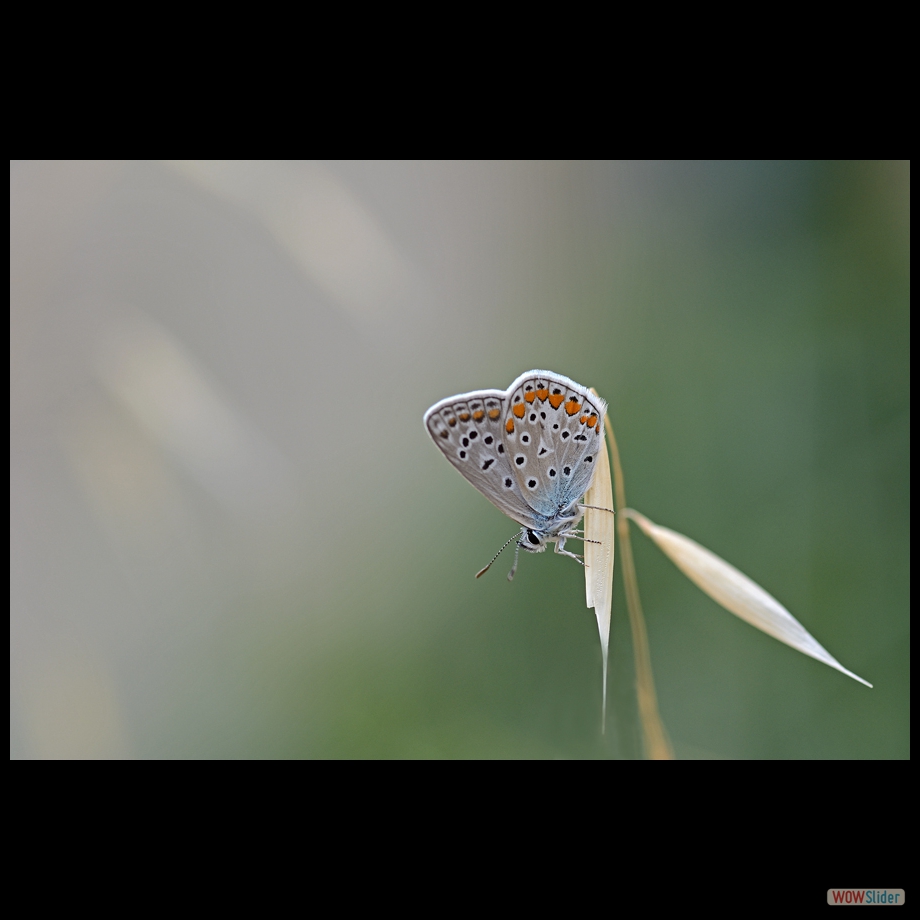 DSC_9861 a