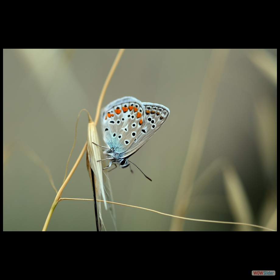 DSC_9866 a