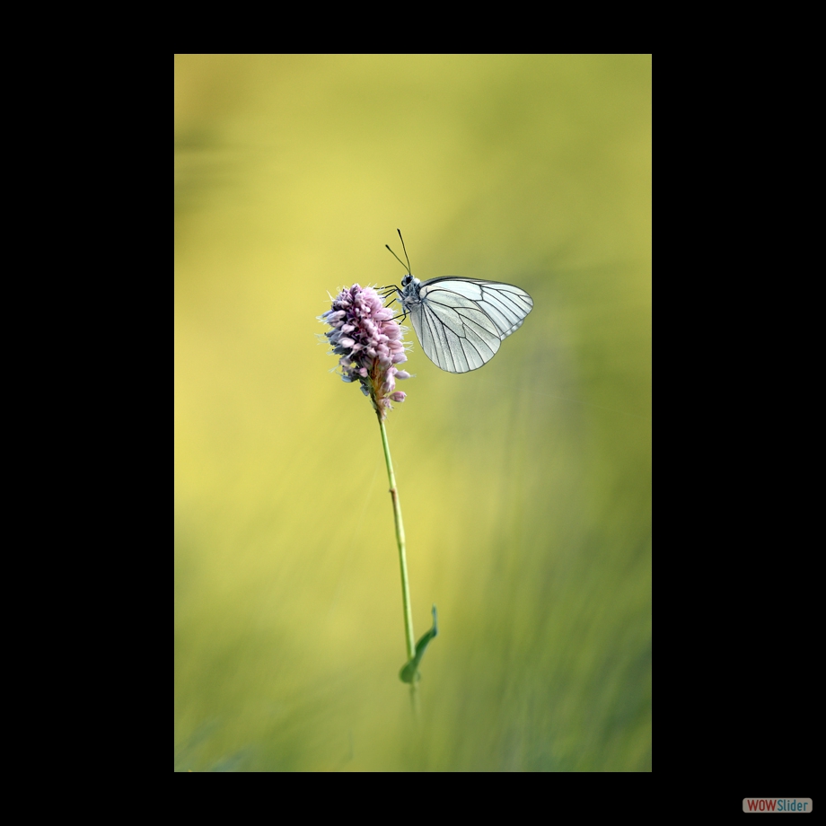 DSC_6463 a