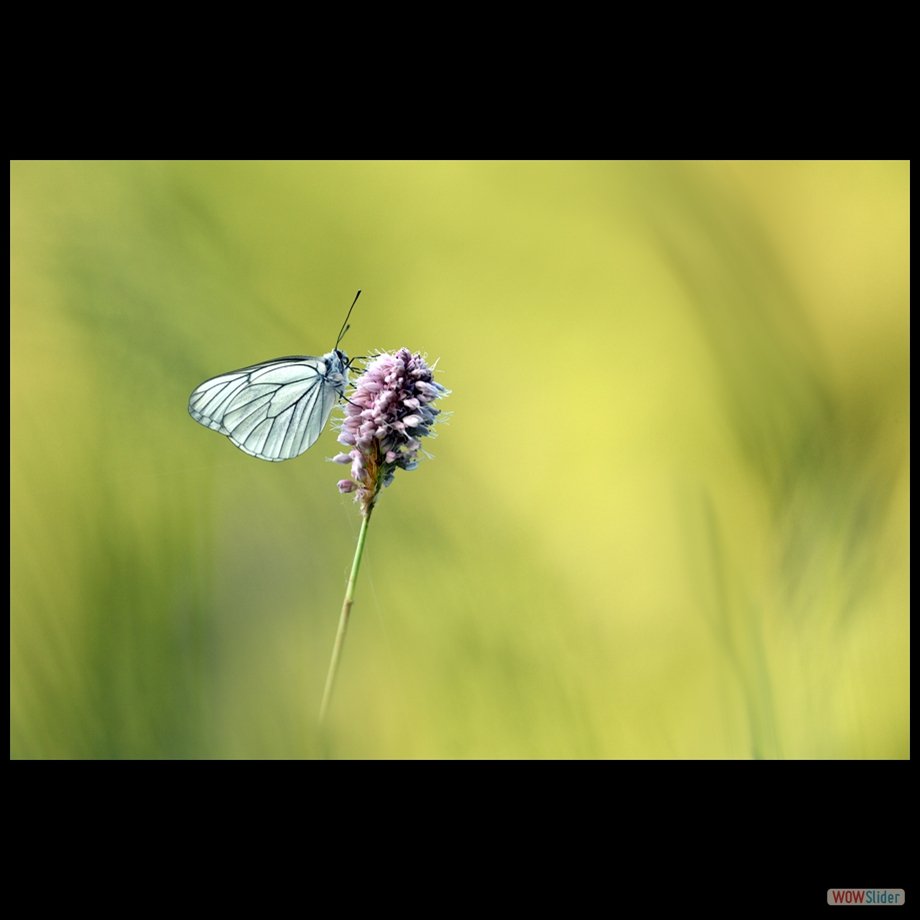 DSC_6464 a