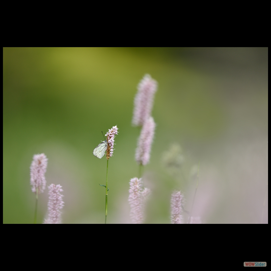 DSC_6642 a