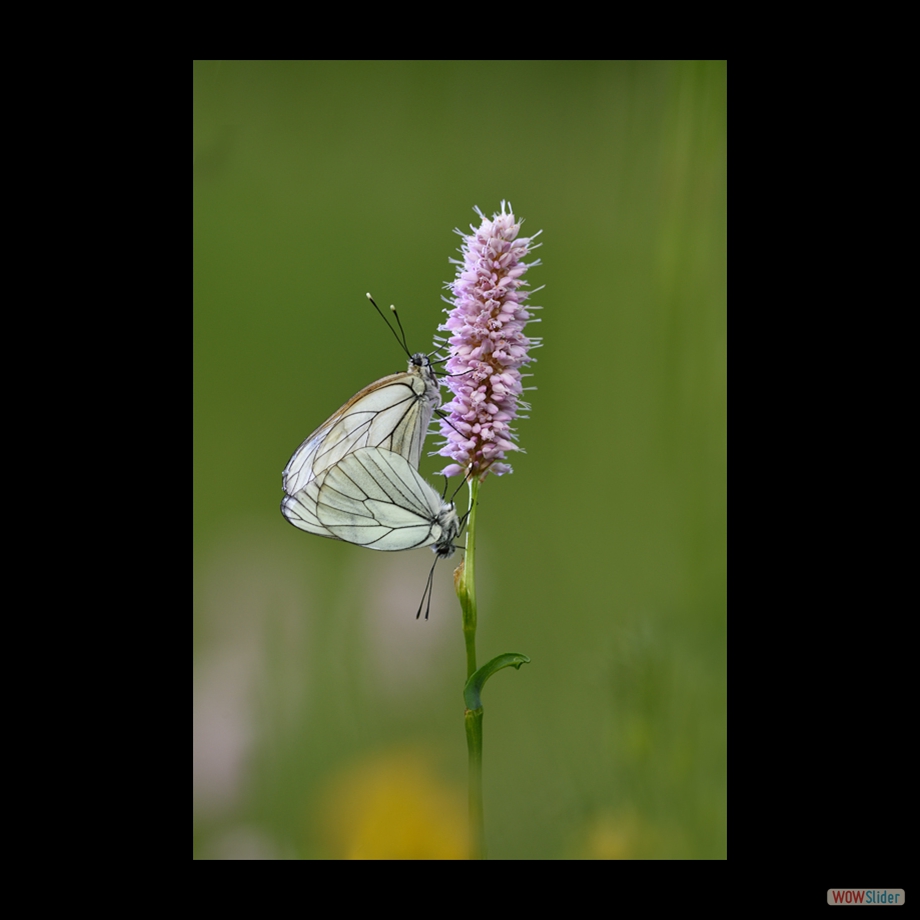DSC_6651 a