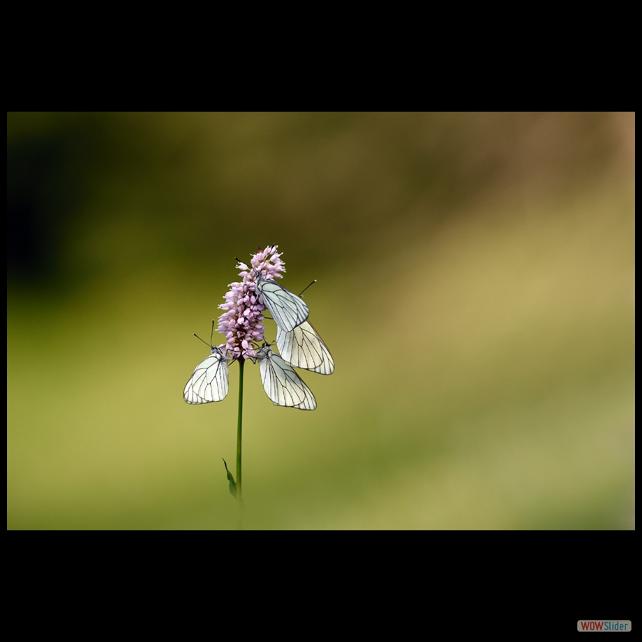 DSC_6658a a