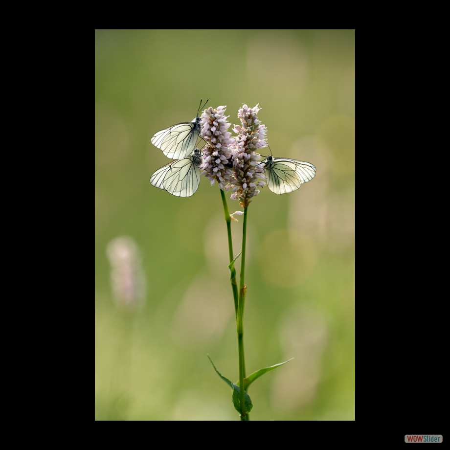 DSC_6677 a