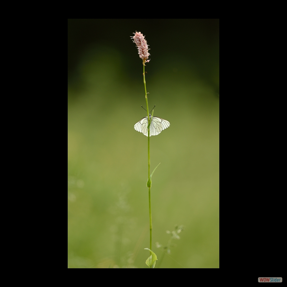 DSC_6689 a