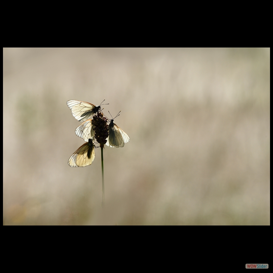 DSC_7197 a