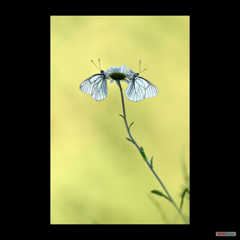 DSC_9058 a