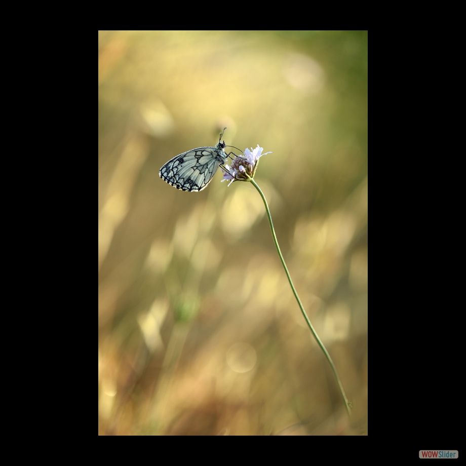 DSC_6030 a