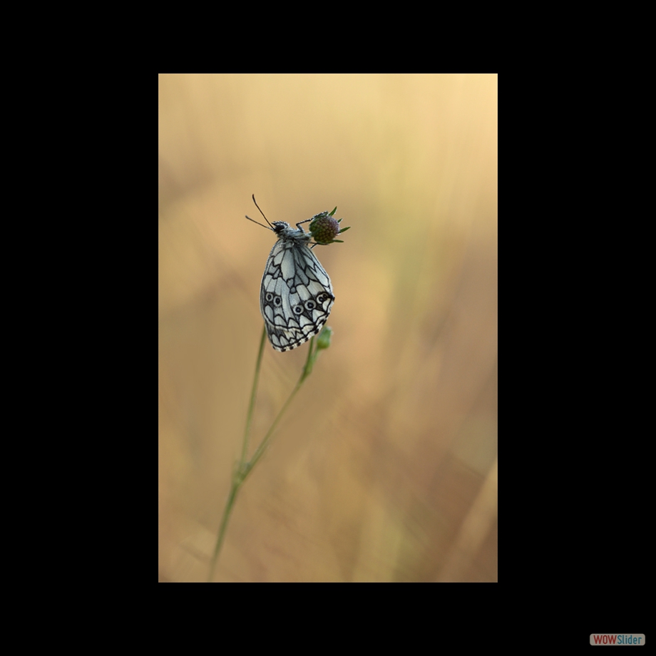 DSC_6034 a