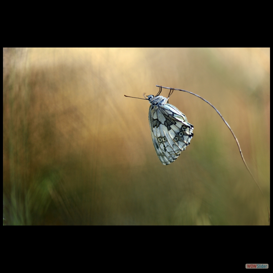 DSC_6083 a a