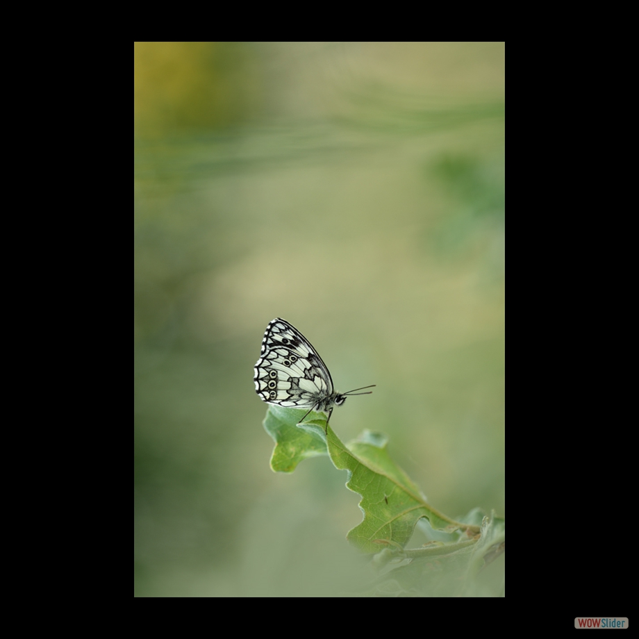 DSC_8077 a