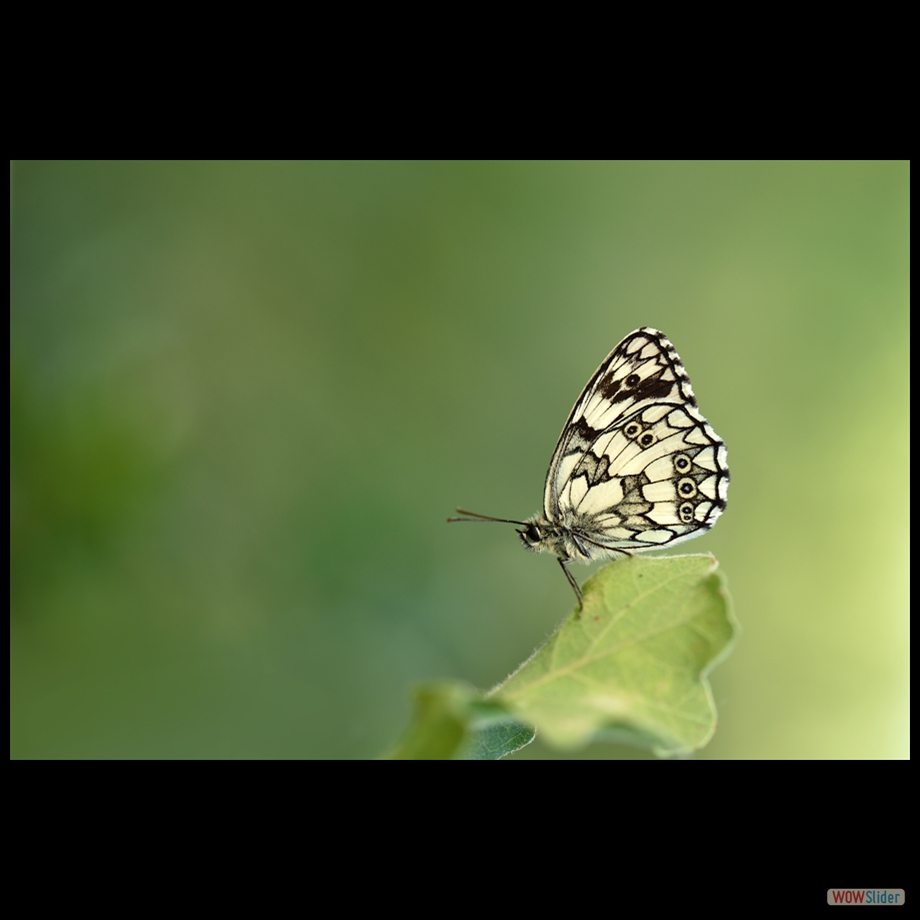 DSC_8082  a