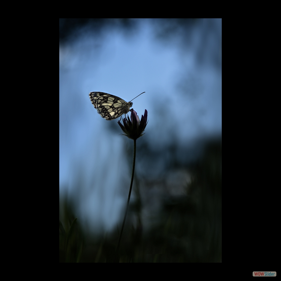 DSC_8371 a a b