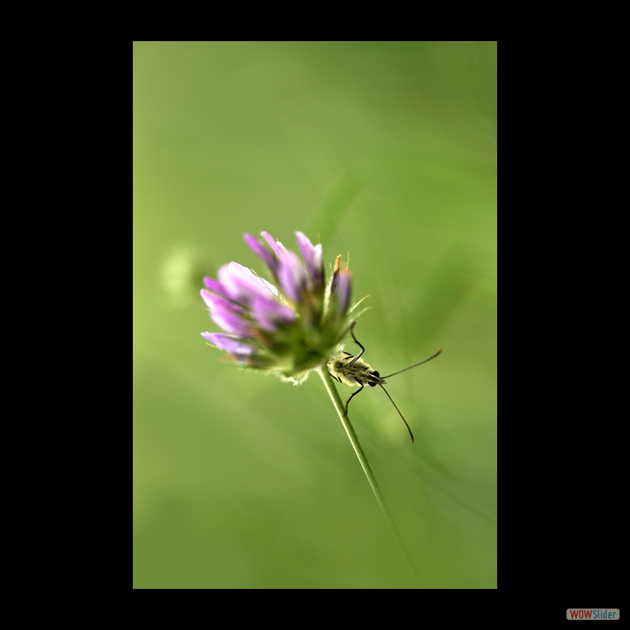 DSC_8376 a a