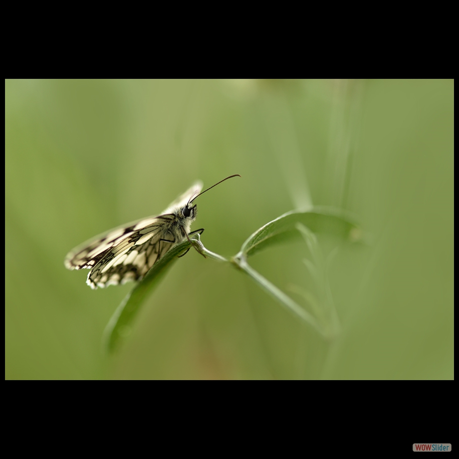 DSC_8388 a