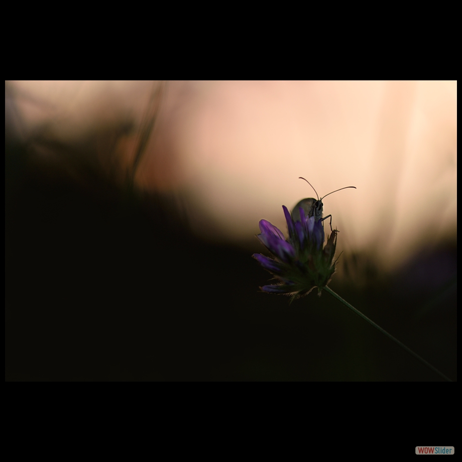 DSC_8391 aa