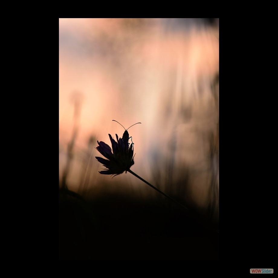 DSC_8395 a