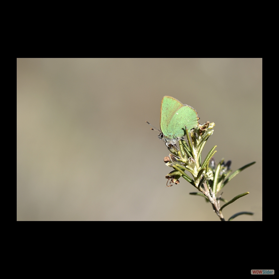 _DSC6186 a