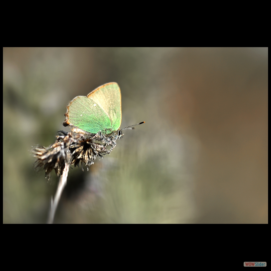 _DSC6190 a