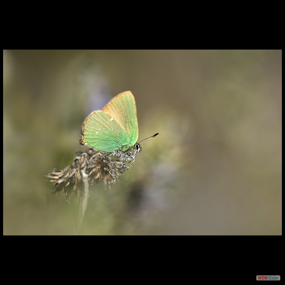 _DSC6193 r