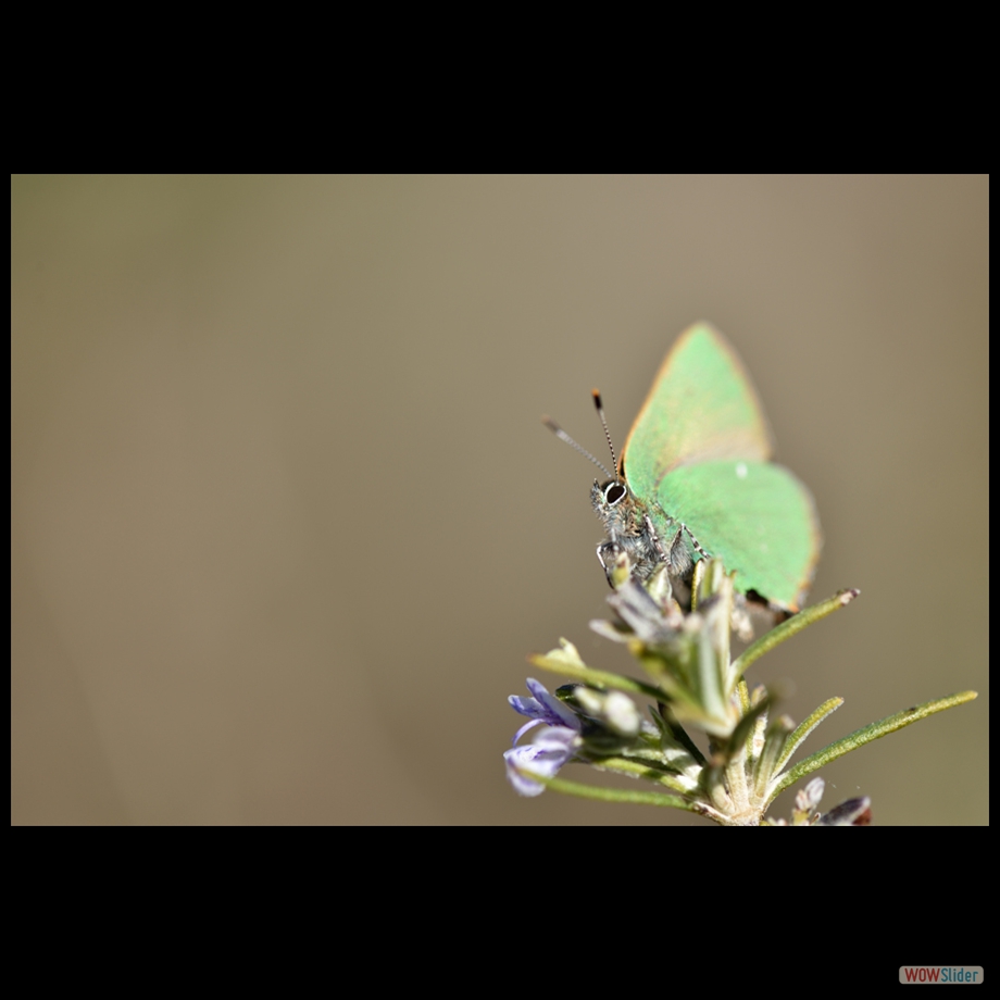 DSC_6207 a