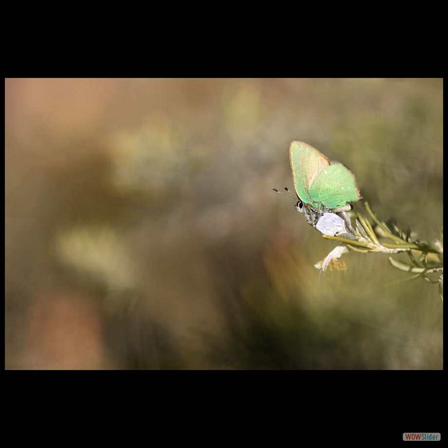 DSC_6229 a