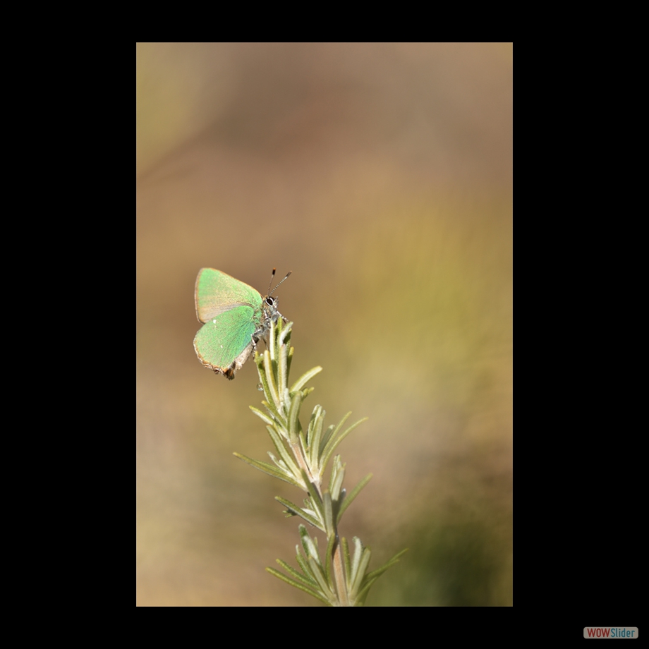 DSC_6233 a