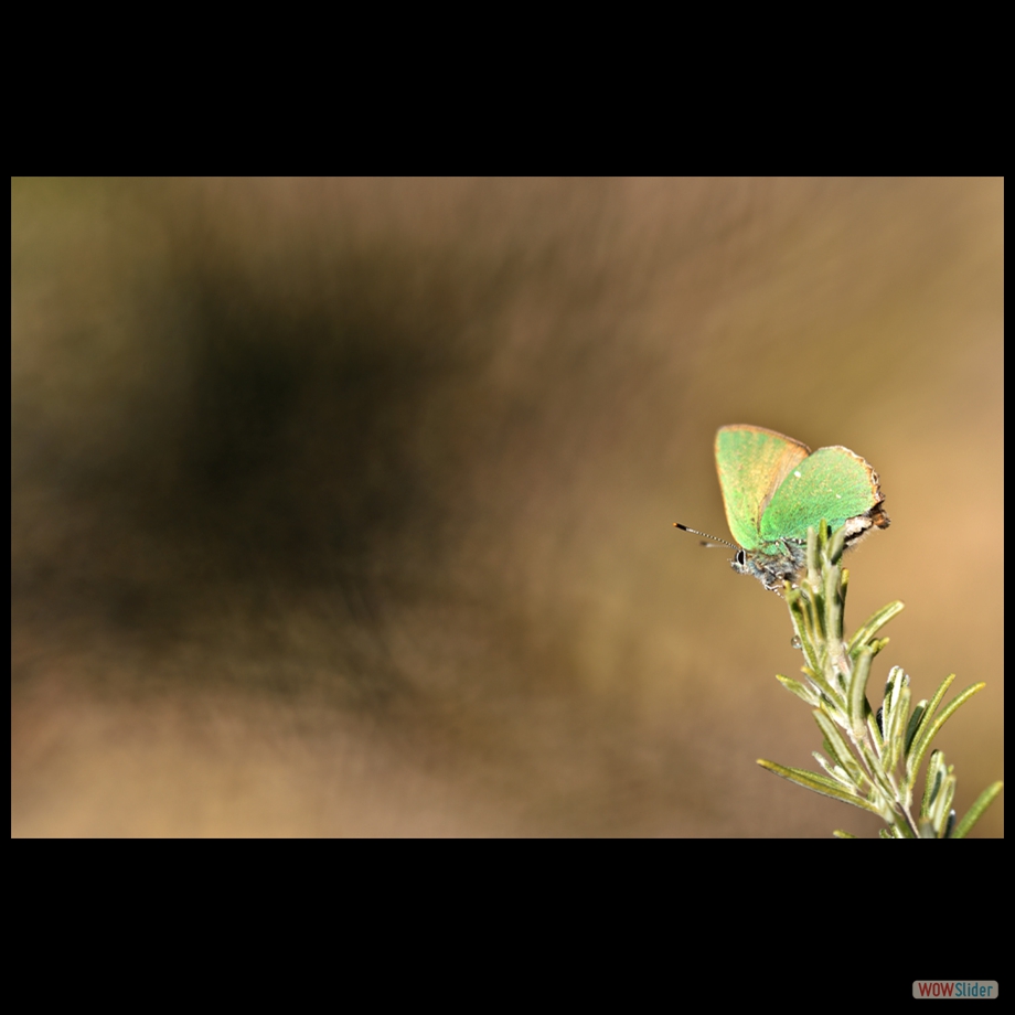 DSC_6236 a