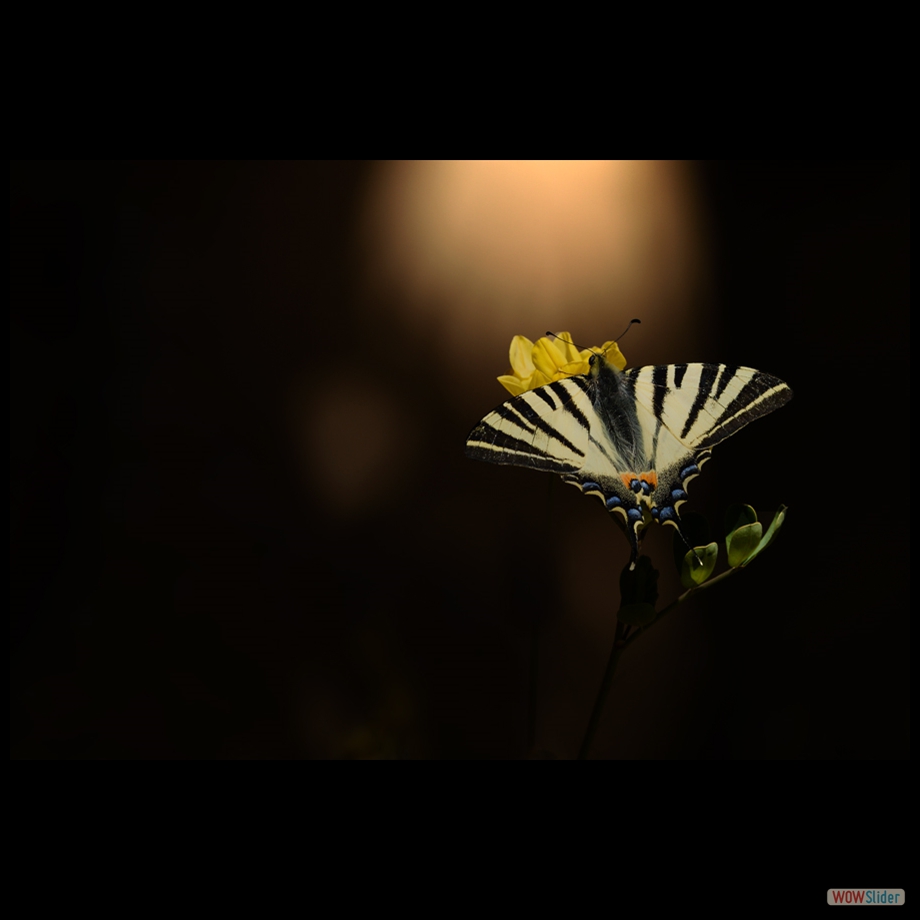 DSC_3559 a a