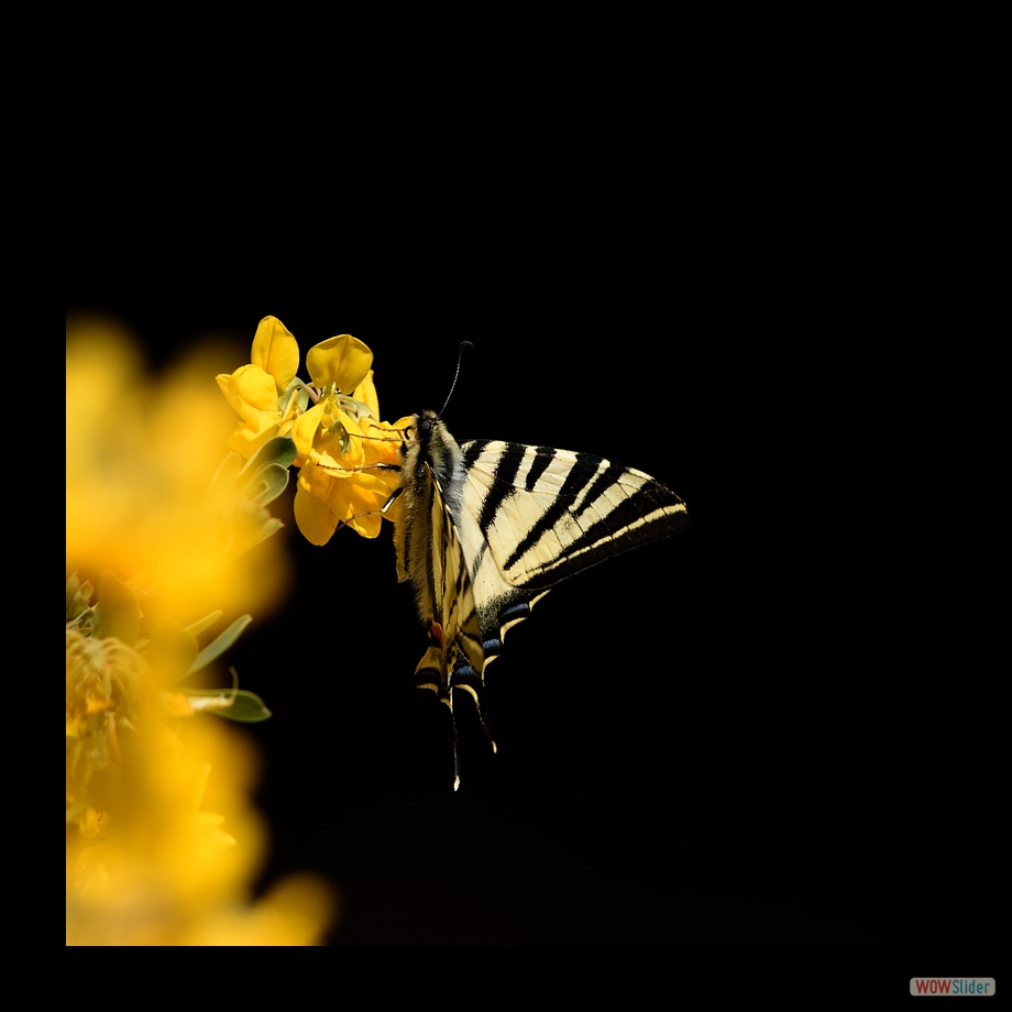 DSC_3563 a a