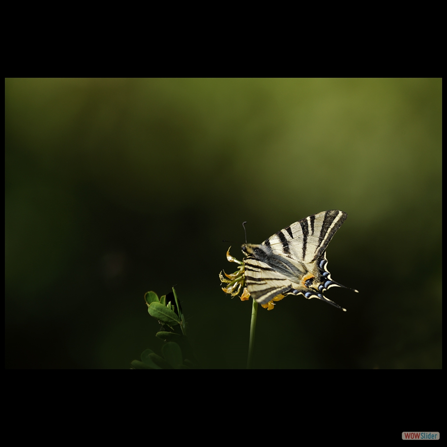DSC_3715 a a