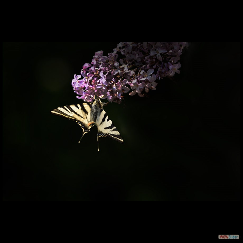 DSC_3928 a a