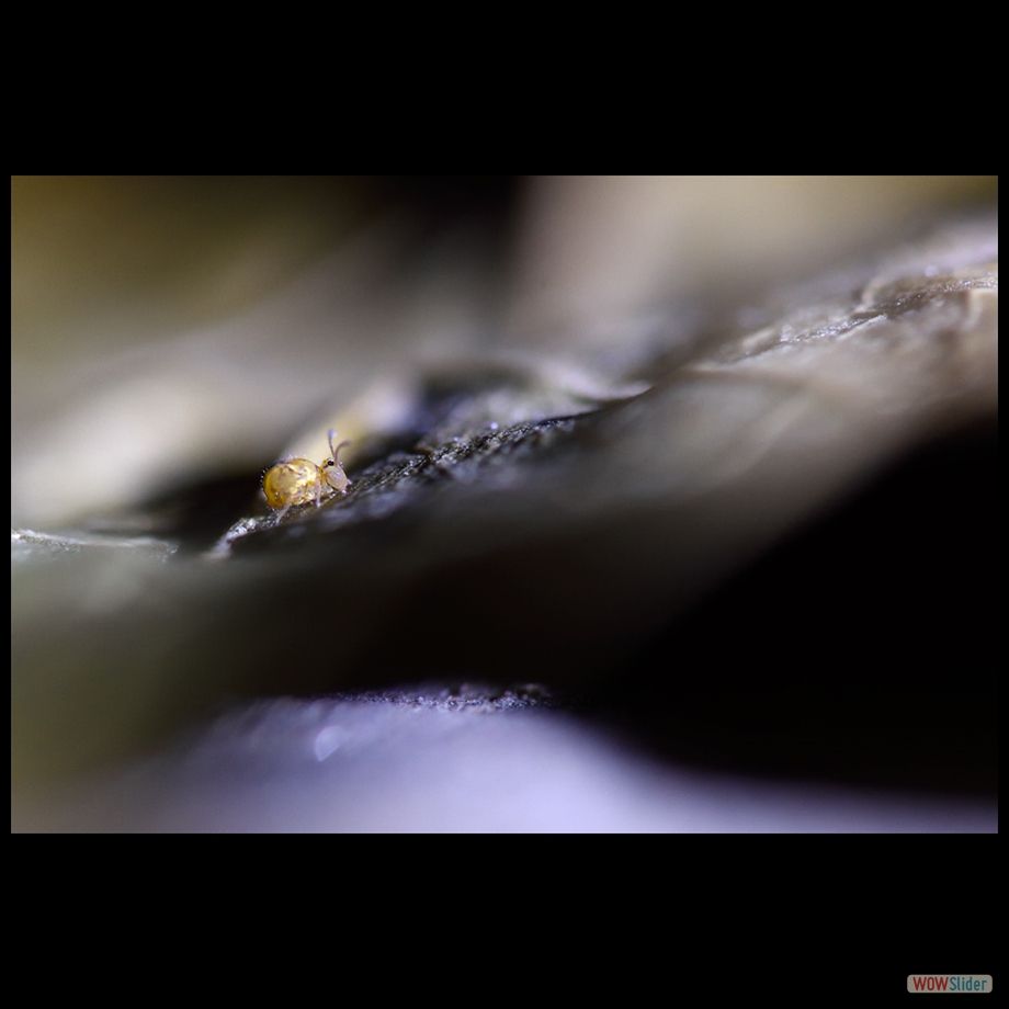 DSC_0005 a