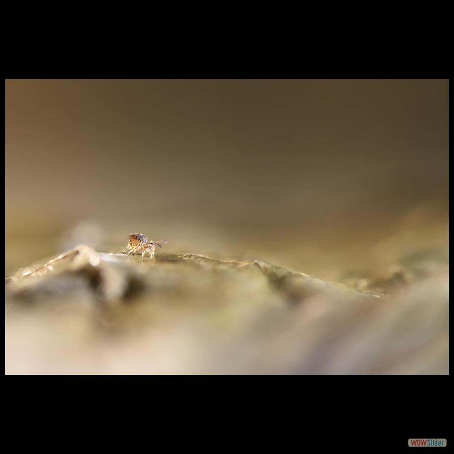 DSC_0032 a a