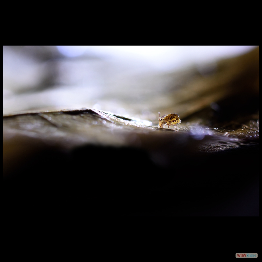 DSC_0050 a