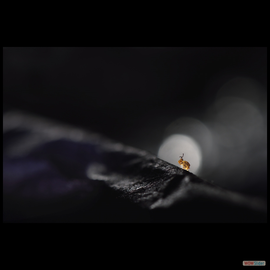 DSC_8108 a a
