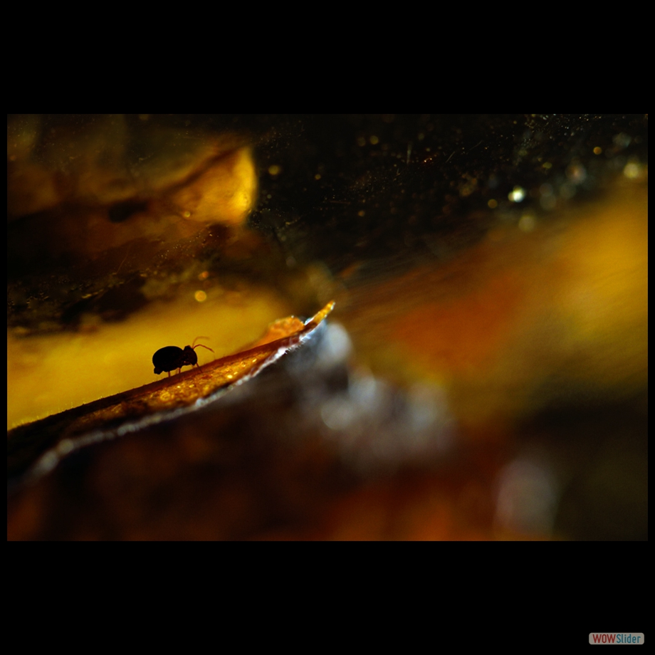 DSC_8231 a a