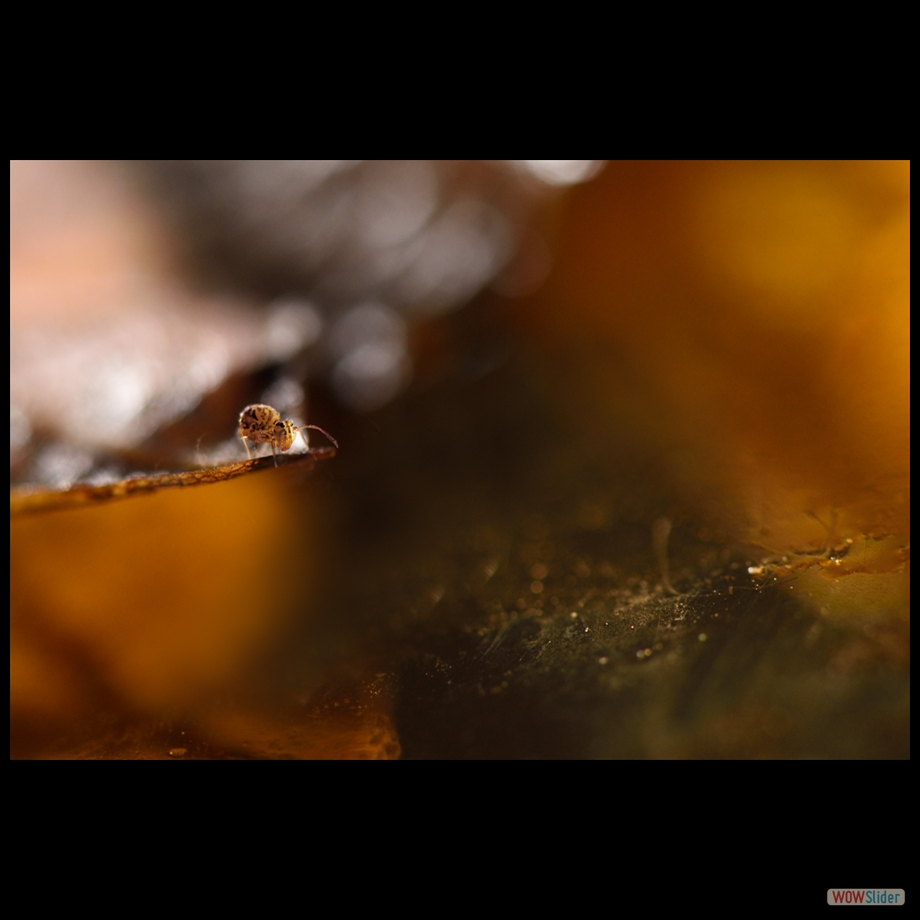 DSC_8234 a