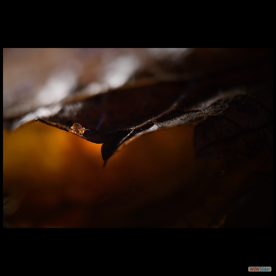 DSC_8243 a
