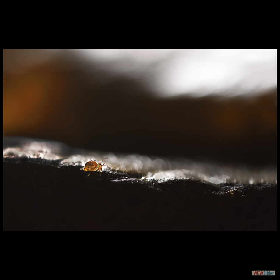 DSC_8262 aa