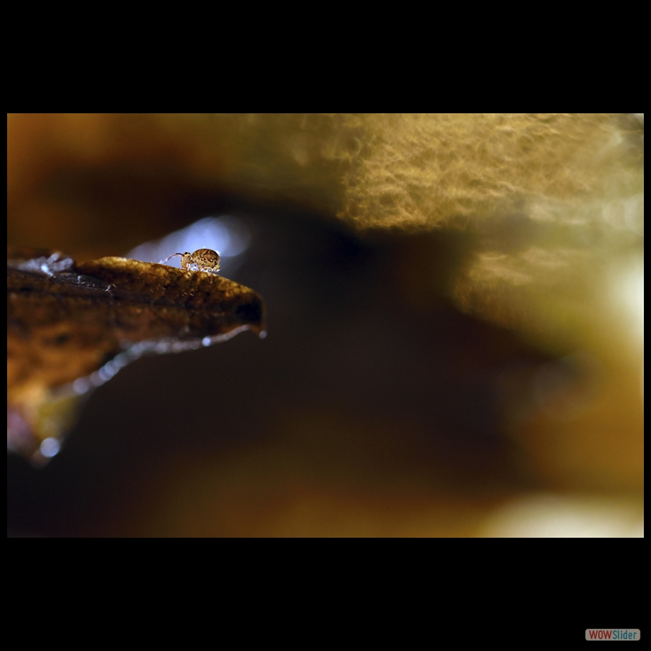 DSC_8276 a a
