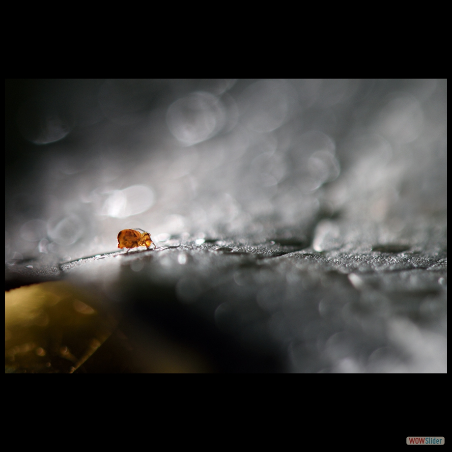 DSC_8498 a a