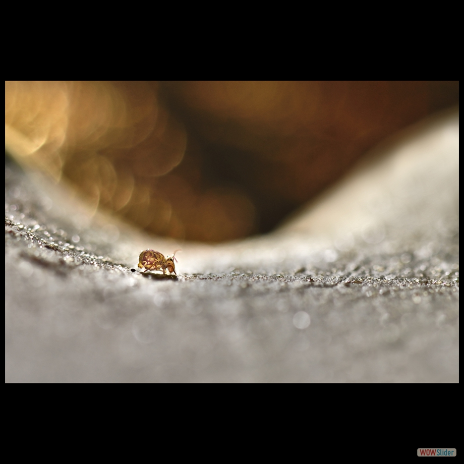 DSC_8539 ab a