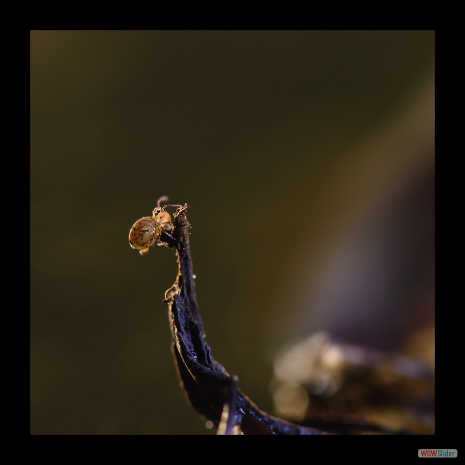 DSC_8837 a a