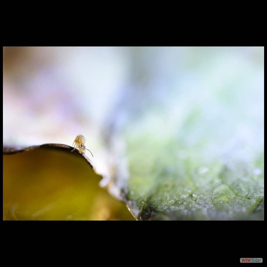 DSC_9001a