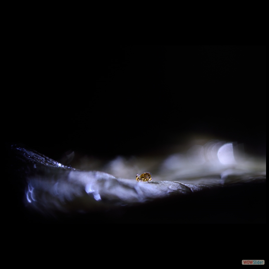 DSC_9323 a