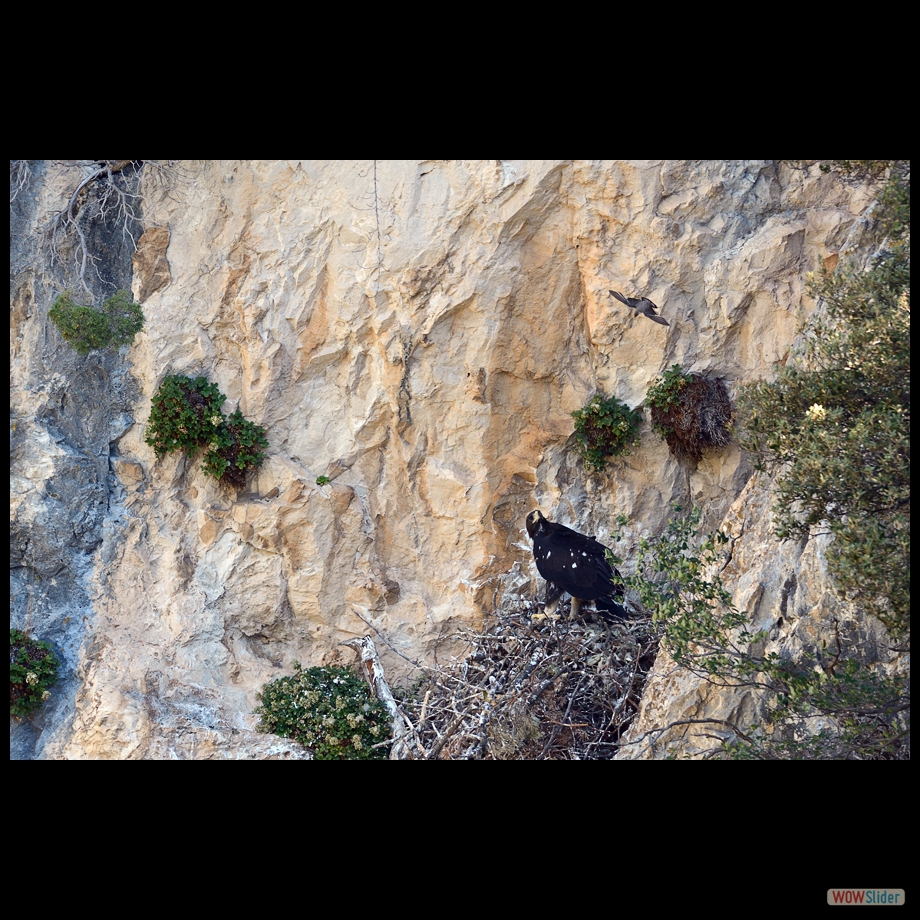 DSC_1711 ab copie
